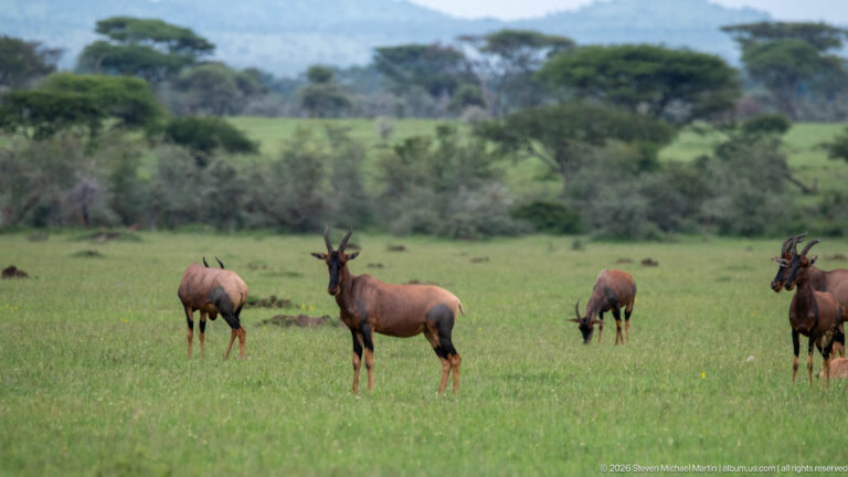 Several topi in open grassland, including one standing alert while others graze among distant shrubs and trees.
