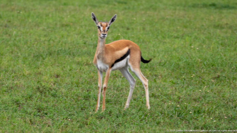 Thomson’s gazelle standing in green grass, showing tan upperparts, white belly, and a dark side stripe.