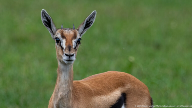 Small tan gazelle facing forward in green grass, with large ears, dark facial markings, and short horns.