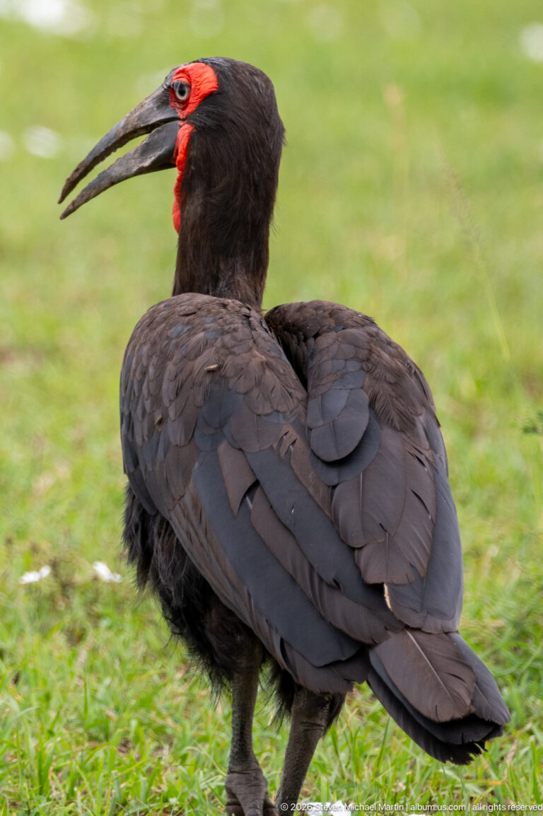 Rear three-quarter view of a southern ground hornbill with layered black wings, red face, and open bill.