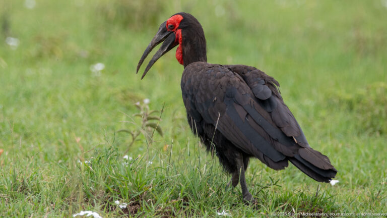 Southern ground hornbill standing in short grass with its bill open and red face and throat visible.