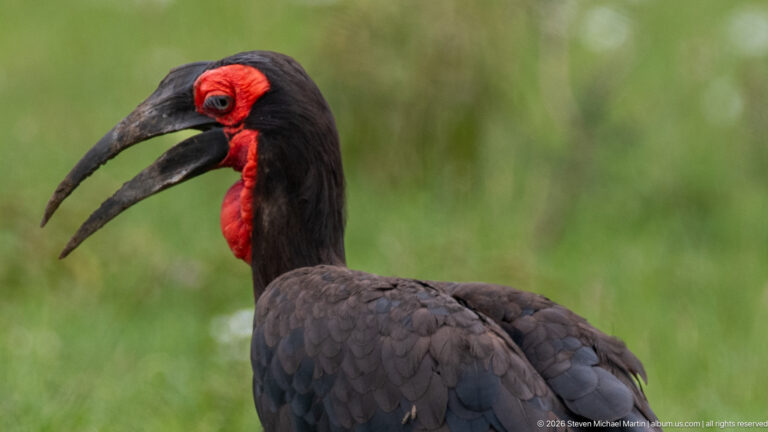 Close portrait of a southern ground hornbill with open bill, black plumage, and vivid red face and throat.