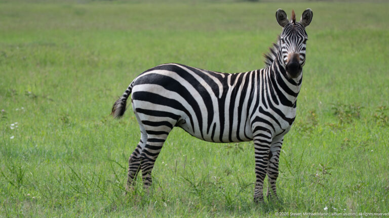 Single plains zebra standing broadside in green grass with ears upright and head turned toward the camera.