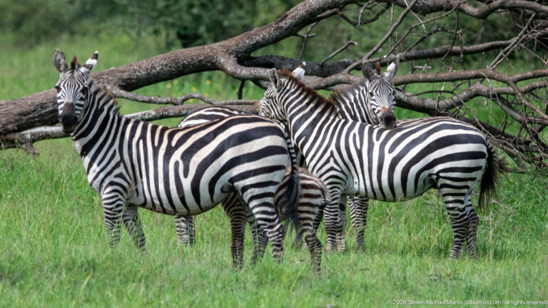 Several plains zebras standing close together beneath low tree branches at the edge of green grassland.