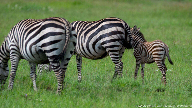 Two adult plains zebras and a smaller brown-striped foal grazing together in bright green grass.