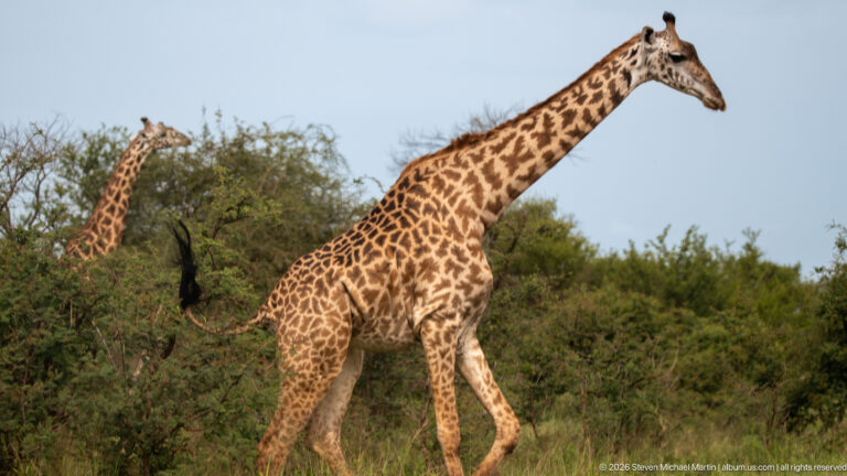 Masai giraffe walking right through low shrubs, with a second giraffe partly hidden behind vegetation in the background.