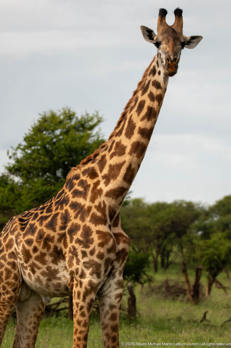 Masai giraffe walking in profile across savanna, with long neck angled forward and irregular dark coat patches visible.