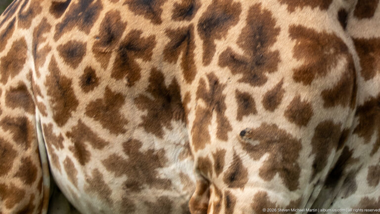Close-up of Masai giraffe bodies showing irregular jagged brown patches separated by narrow cream-colored lines.