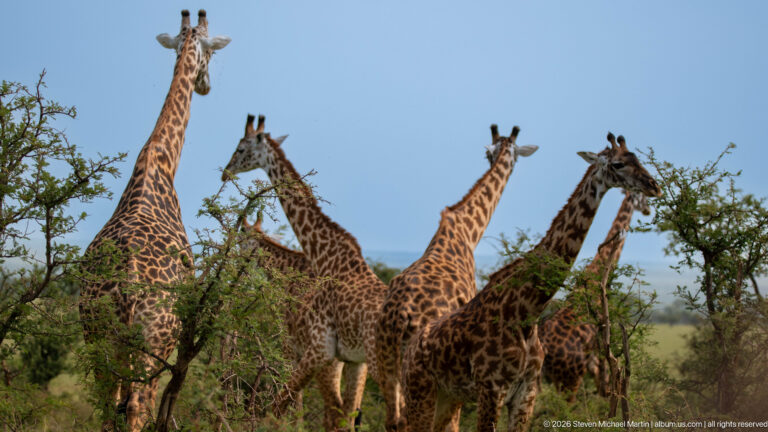 Several Masai giraffes standing among shrubs, their long necks and irregular jagged brown coat patches overlapping against blue sky.
