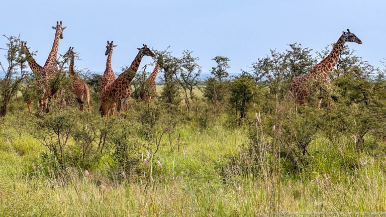 Masai giraffes scattered through tall green grass and thorny shrubs, with several clustered left and one standing farther right.