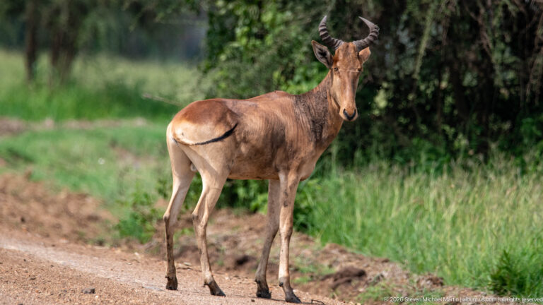 Topi standing at a dirt-road edge, looking back toward the camera with curved ridged horns and tail raised across its rump.