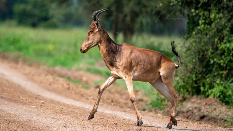 Topi crossing a dirt road in profile, with ridged curved horns, reddish-brown body, dark face and pale lower legs.