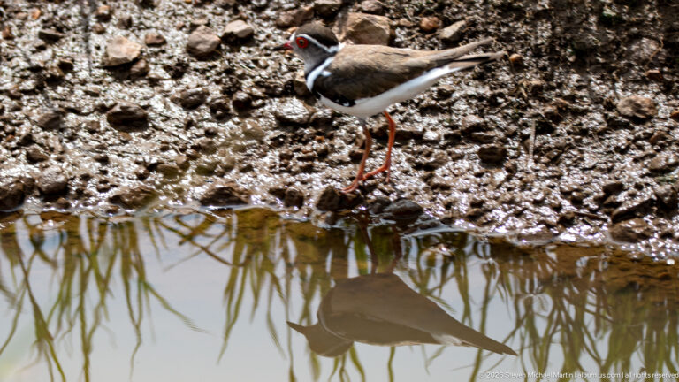 Three-banded plover at a muddy pool edge with red legs and eye-ring, its body reflected in the still water below.