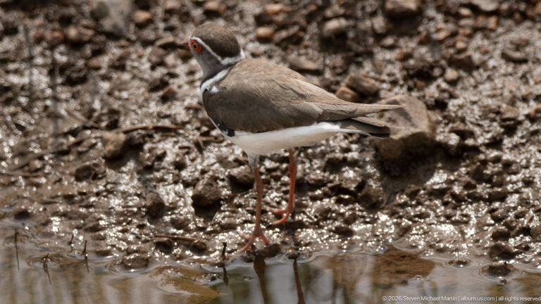 Three-banded plover standing on wet mud beside shallow water, with red eye-ring, red legs and paired dark breast bands.