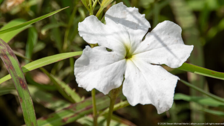 White five-lobed wildflower with overlapping petals and a pale yellow-green throat among narrow green leaves.