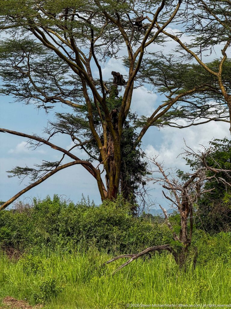 Large spreading acacia in green grassland with several olive baboons perched high among its broad horizontal branches.