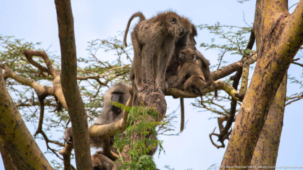 Several olive baboons gathered on intersecting tree branches, with one adult standing prominently and others sitting or climbing behind.