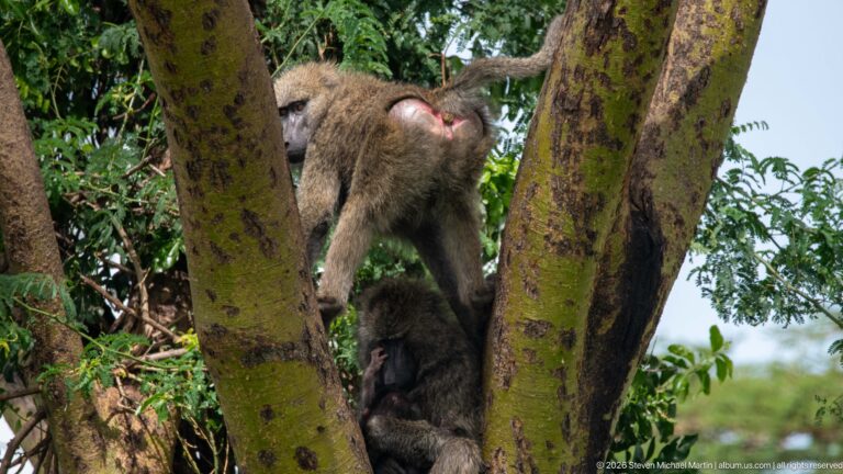 Olive baboons climbing through the fork of a large tree, one ascending between trunks while another remains lower in shade.