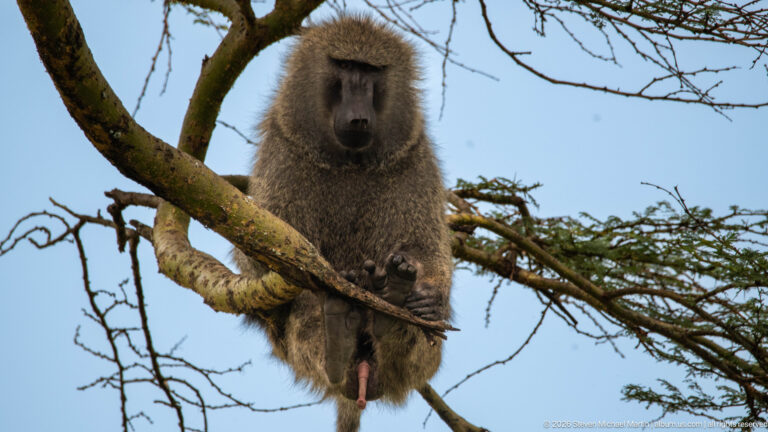 Adult male olive baboon sitting astride a tree branch against blue sky, facing forward with its long tail hanging below.
