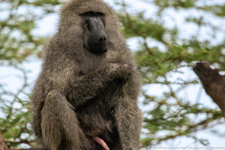 Large adult male olive baboon seated in a tree, with massive shoulders, thick grizzled mantle and long dark muzzle.