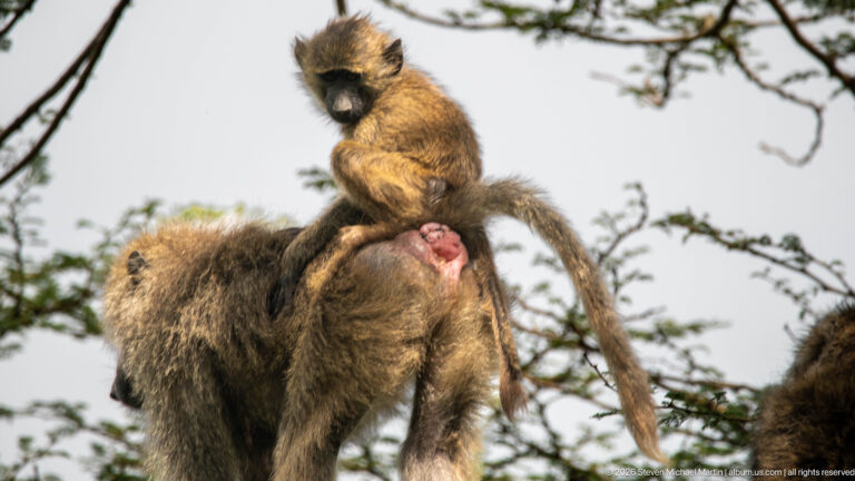 Juvenile olive baboon riding on an adult's back in a tree, looking downward with its long tail curved behind.
