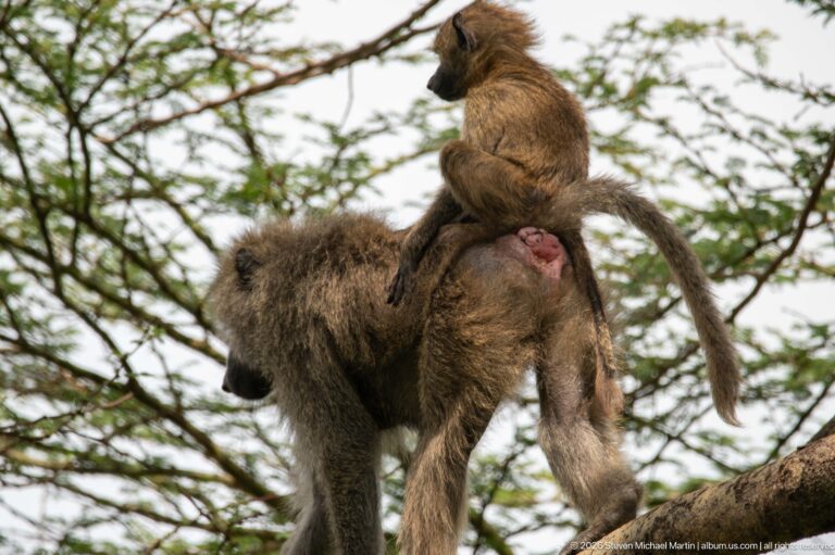 Juvenile olive baboon riding on the back of an adult moving along a branch, both with long tails extended.