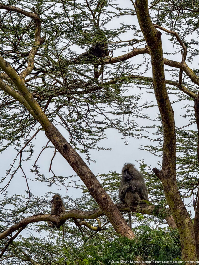 Several olive baboons resting at different heights among the broad branches of a spreading acacia tree.