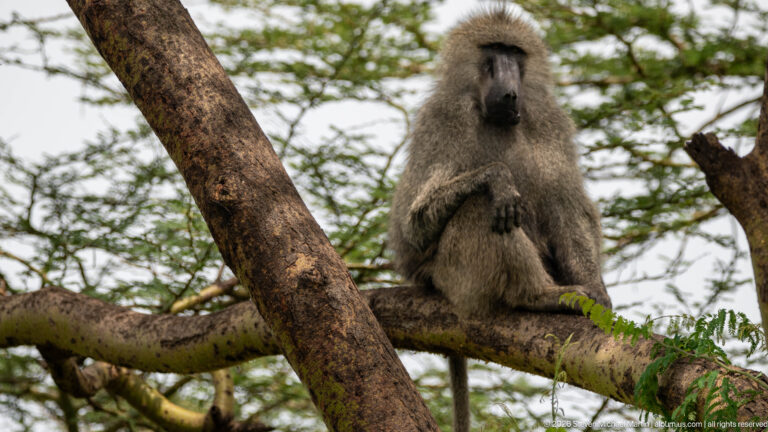Olive baboon sitting astride a horizontal branch, facing forward with hands resting on its abdomen and tail hanging below.