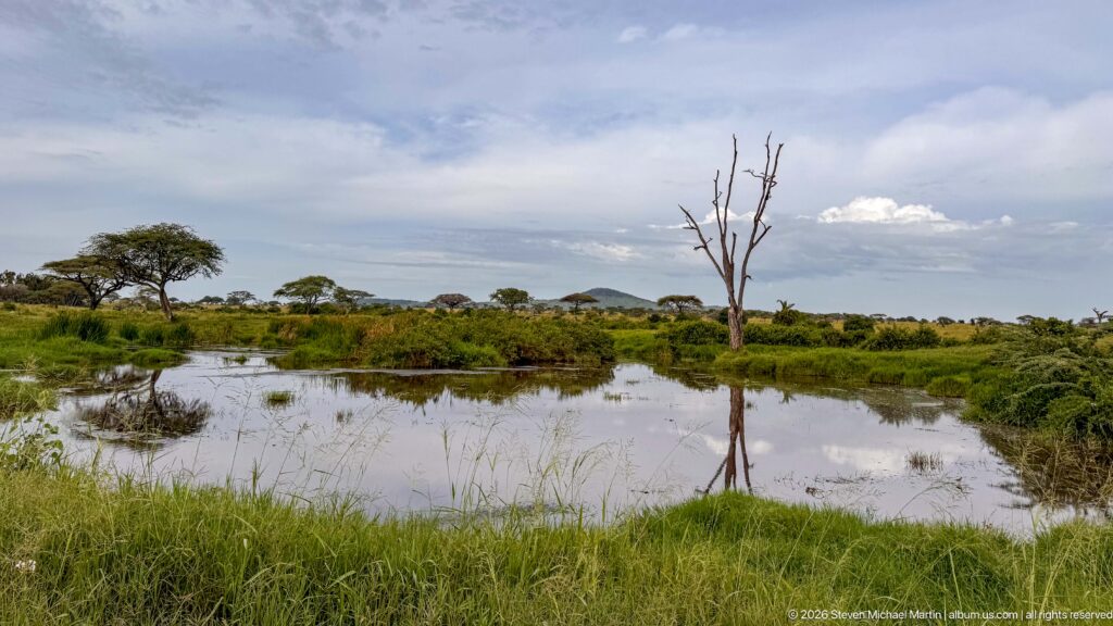 Shallow savanna pool reflecting a bare dead tree, with green grasses, scattered trees and cloudy sky beyond.