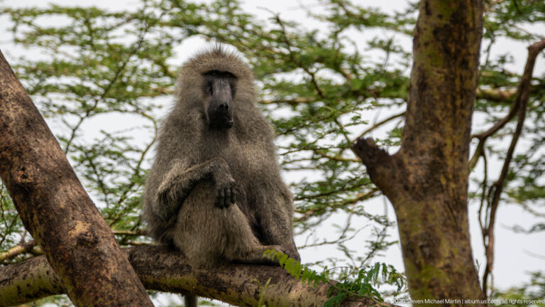 Adult olive baboon sitting upright on an acacia branch, facing forward with a dark muzzle and thick grizzled coat.