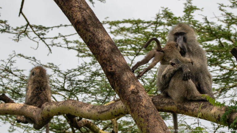 Adult olive baboon sitting on an acacia branch with a small infant held close; another baboon rests farther along the limb.