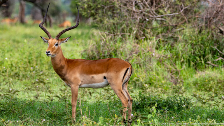 Adult male impala standing broadside in green woodland, with long lyre-shaped horns, reddish coat and white belly.