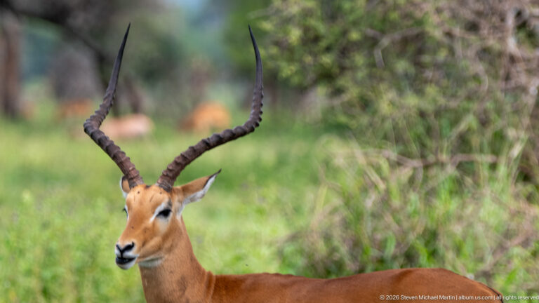 Adult male impala in close view, with reddish coat and long ridged lyre-shaped horns against blurred green vegetation.