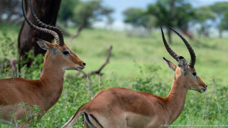 Two adult male impalas standing side by side in green savanna, both with long ridged lyre-shaped horns.