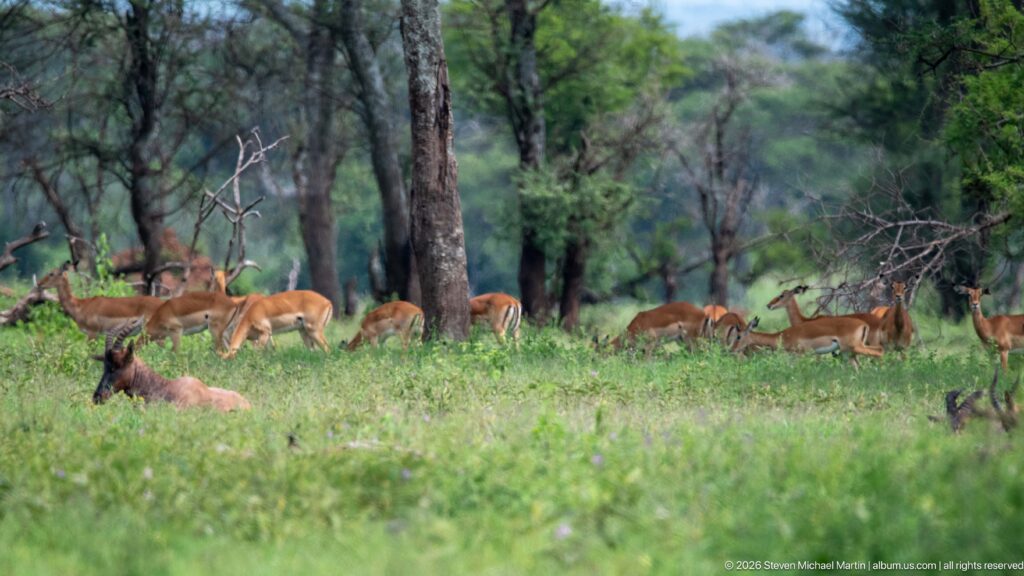 Herd of impalas grazing and moving among trees in green grassland, with several animals resting in the foreground.