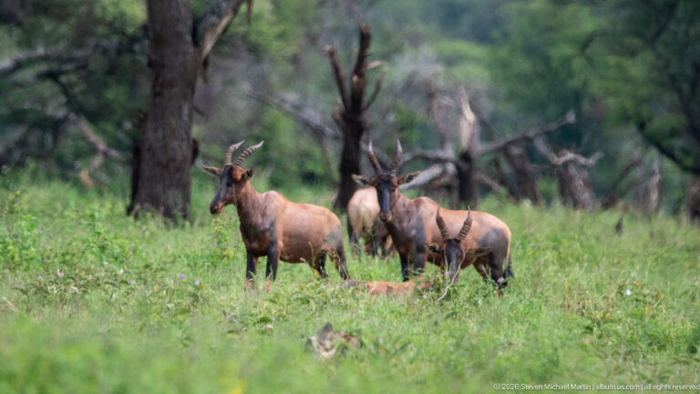 Several topi standing and resting in a woodland clearing, with one animal prominent at left and others grouped behind.