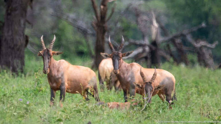 Small group of topi standing and resting in green grass among scattered trees and dead trunks.