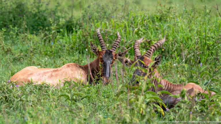 Two topi lying in tall green grass, their dark faces and strongly ridged horns visible above the vegetation.