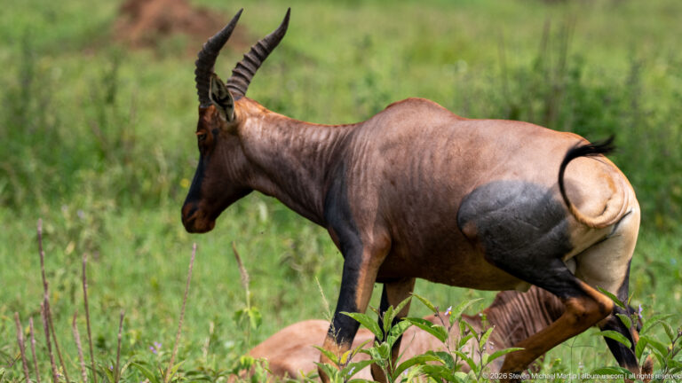 Topi walking right through green grass in profile, with dark face, ridged horns, black legs and gray hindquarters.