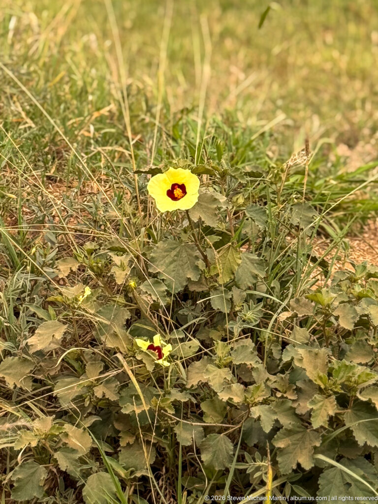 Yellow five-petaled wildflower with a dark maroon center growing low among grasses and lobed green leaves.