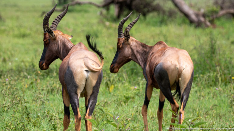 Two topi walking away through grass, viewed from behind with curved ridged horns, dark lower legs and contrasting rumps.