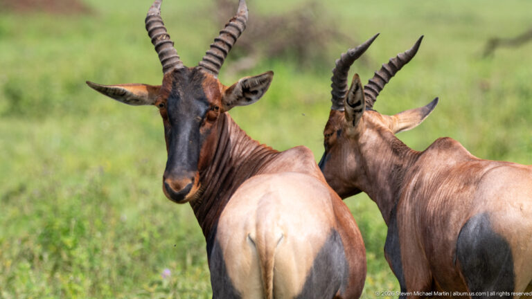 Two adult topi standing close together, one facing forward and one turned away, with ridged horns and gray rumps.