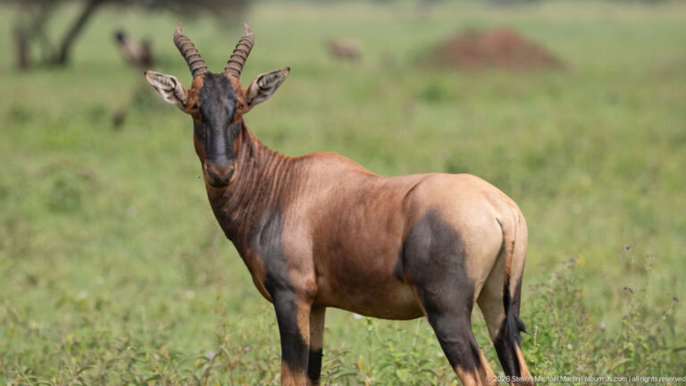 Topi standing at a rear three-quarter angle in green grass, showing a dark face, ringed horns and grayish rump.