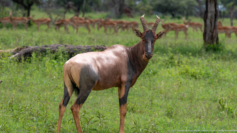 Adult topi standing broadside in green grass, facing the camera with ridged horns, dark face and bluish-gray hindquarters.