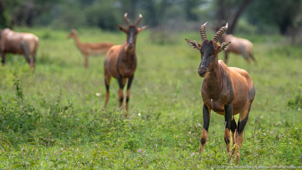 Topi standing alert in the foreground of a green grassland herd, with dark face, ridged horns and black lower legs.