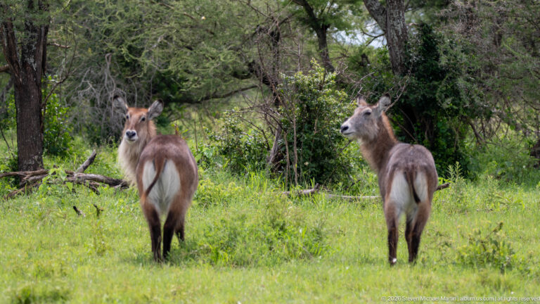 Two female waterbuck walking away through green woodland, their pale rump markings visible beneath spreading trees.