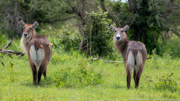 Two female waterbuck standing apart in a green woodland clearing, both looking toward the camera.