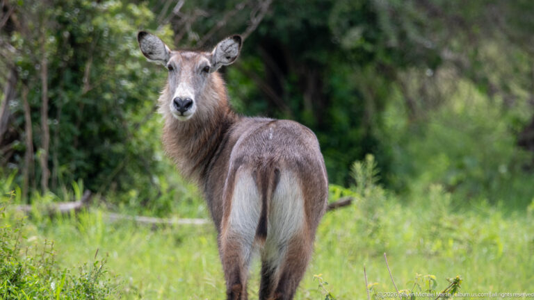 Female waterbuck viewed from behind in green grass, looking back over her shoulder with a pale rump marking prominent.