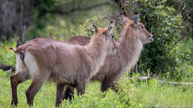 Two female waterbuck standing side by side in a green clearing, both facing right with pale rump markings visible.
