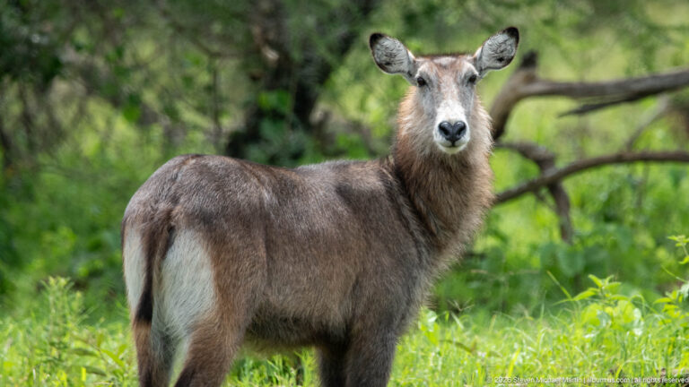 Female waterbuck standing in green woodland, facing forward with a shaggy gray-brown coat, large ears and pale rump marking.